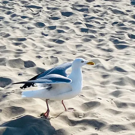 Lines To Huus Strandnah Bei & Grossenbrode Apartman